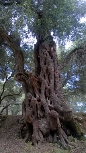 korfu olivenbaum